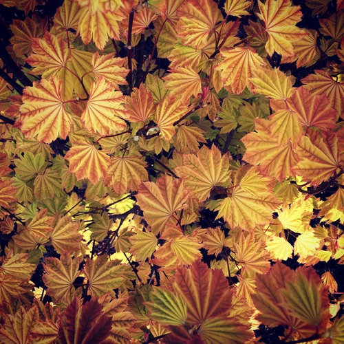 Home Farm and Garden