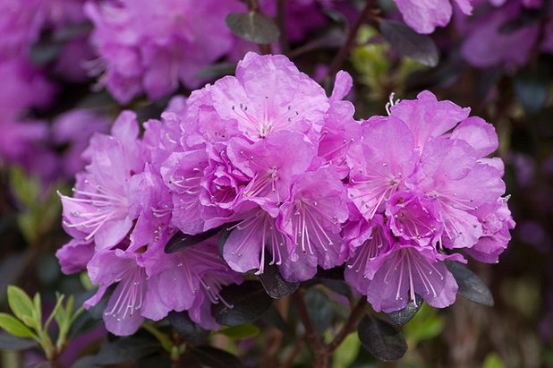 Traditional Garden by Proven Winners