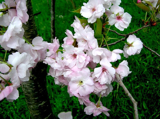 Landscape Flowering Cherry Tree