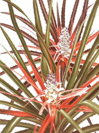 Brazil: A Powerhouse of Plants
