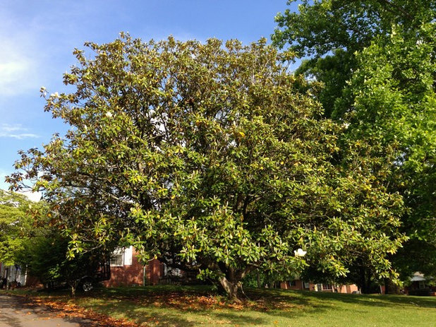 Landscape Magnolia grandiflora (Southern Magnolia)
