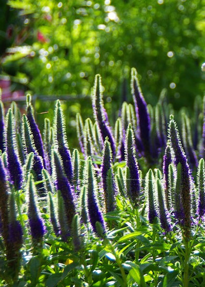 Traditional Garden by Laara Copley-Smith Garden & Landscape Design