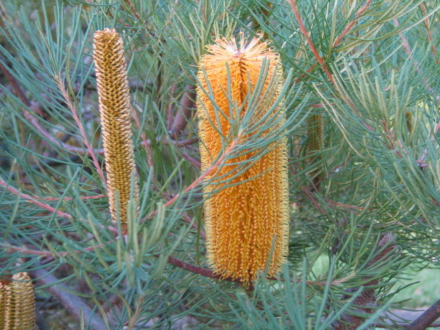 Banksia spinulosa (1).JPG