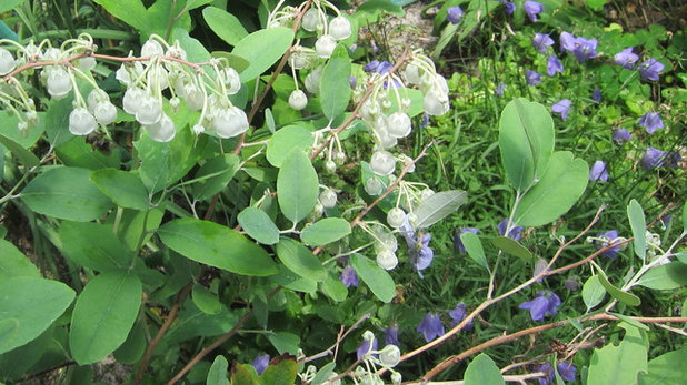 Zenobia pulverulenta 'Woodlanders Blue', Campanula rotundifolia 120610