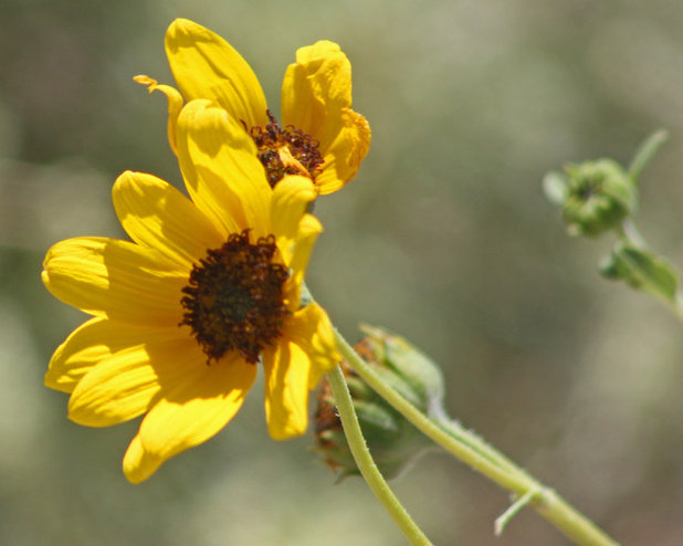 Helianthus petiolaris prairie sunflower