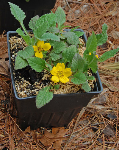 Landscape Chrysogonum virginianum