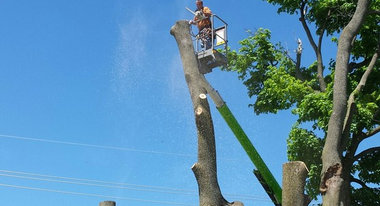 Tree Service Southfield  179 Tree Services in Detroit