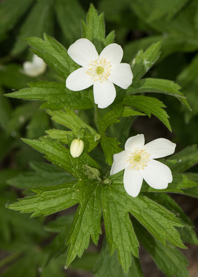 Landscape by Holm Design & Consulting LLC