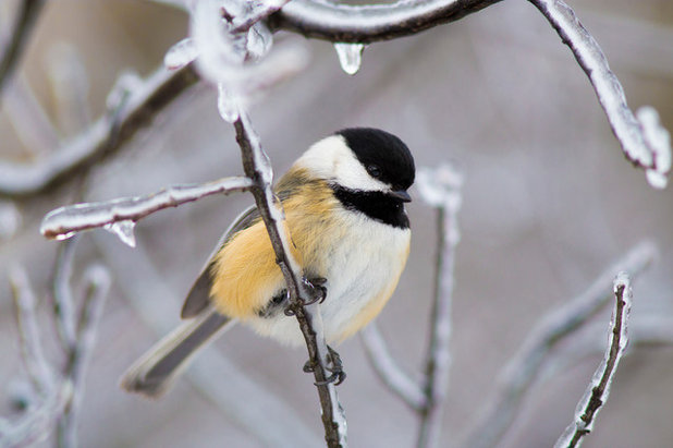 Icy Chickadee