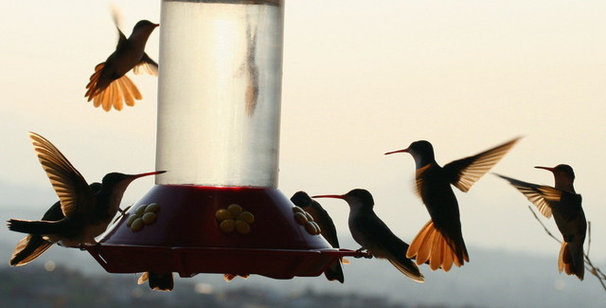 Hummingbirds and reflection