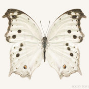 White Butterfly Print by Rocky Top Studio
