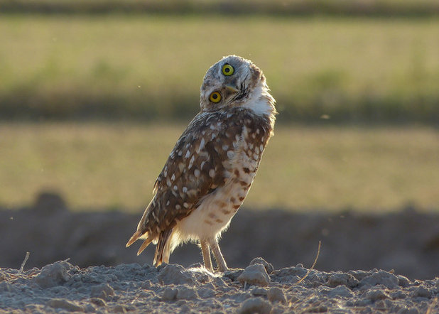 Burrowing owl (tilting head left)