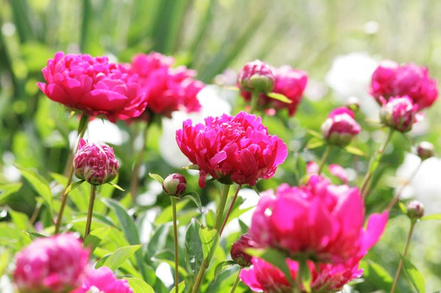 Garden by Laara Copley-Smith Garden & Landscape Design
