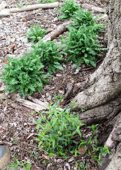 Native Plants Bring 10 Southern California Front-Yard Gardens to Life