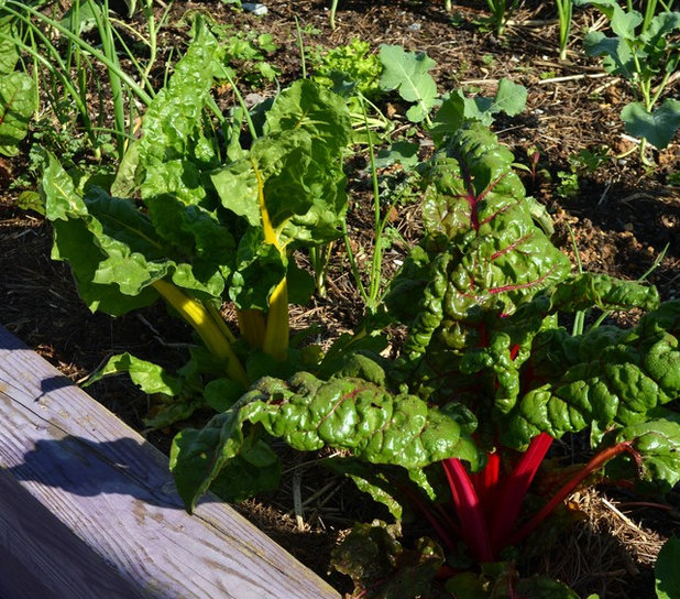 Landscape by Noelle Johnson Landscape Consulting