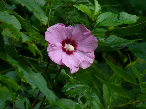 Swamp Rose Mallow