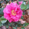 bsmith0023 (z8b coastal SC)'s photo