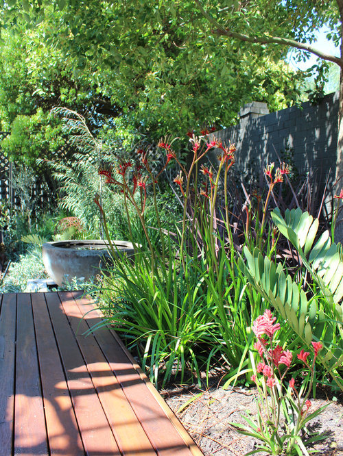 Kangaroo Paw Home Design Ideas, Pictures, Remodel and Decor