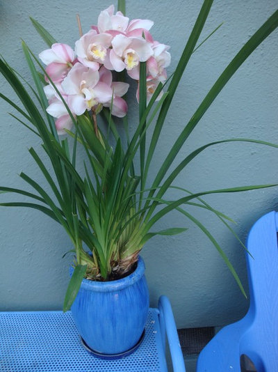 Orchids 101: Cymbidiums shine indoors and out