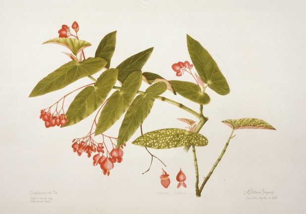 Brazil: A Powerhouse of Plants
