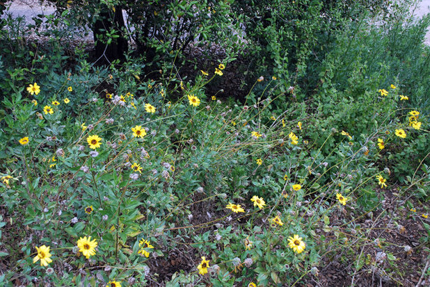 Landscape Encelia californica