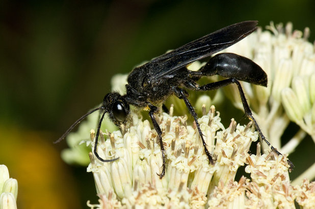 Landscape by Holm Design & Consulting LLC