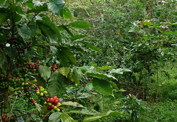Shade grown coffee, Selva Negra, near Matagalpa, Nicaragua