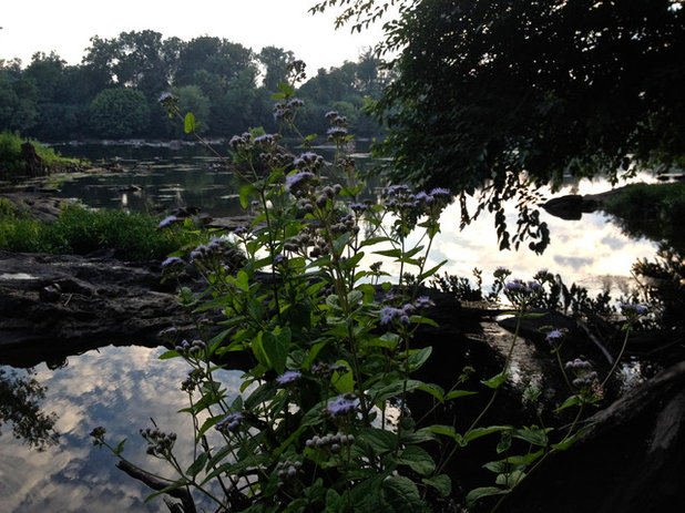 Landscape Conoclinium coelestinum - Blue Mist Flower, at sunset.