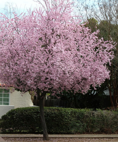 Beautiful and practical spring-flowering trees