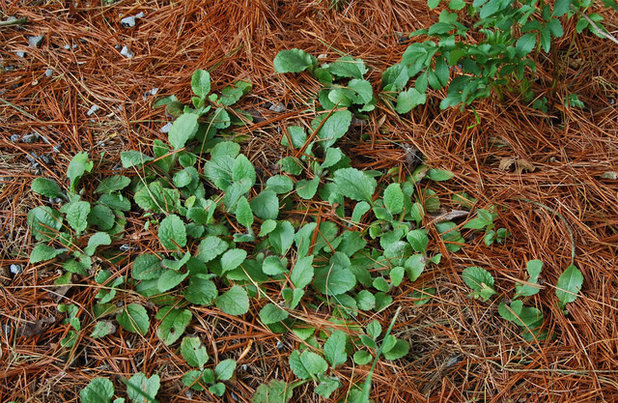 Rustic Landscape Chrysogonum virginianum