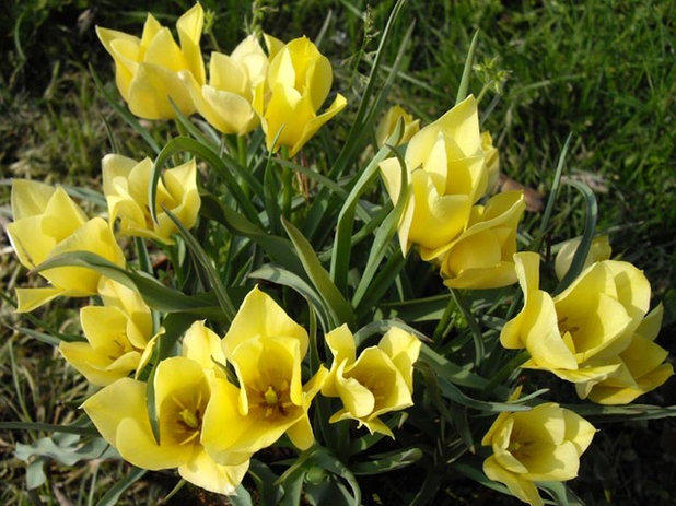 Landscape 'Yellow Jewel' tulip (Tulipa batalinii 'Yellow Jewel')