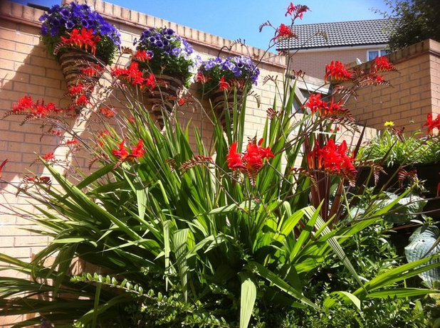 Crocosmia Lucifer