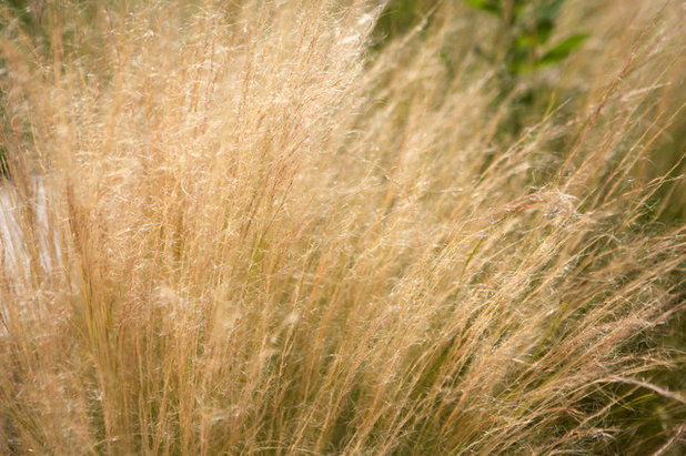 Contemporary Garden by GARDEN TROTTER