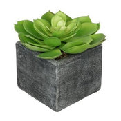 Artificial Green Echeveria in Grey Wash Cube Ceramic