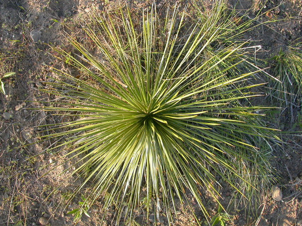Landscape Yucca Gauca