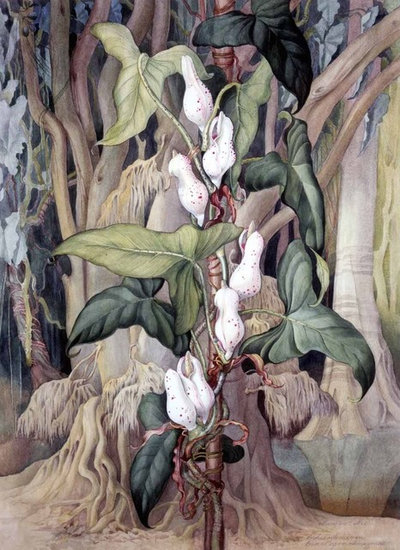 Brazil: A Powerhouse of Plants