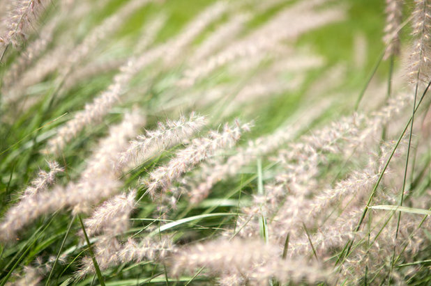 Contemporary Garden by GARDEN TROTTER