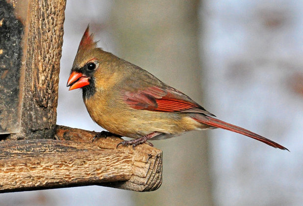 Female Cardinal at Feeder