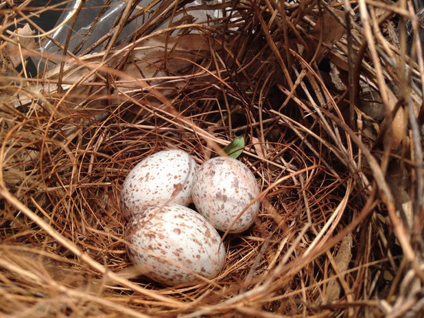 Cardinal Eggs Nest