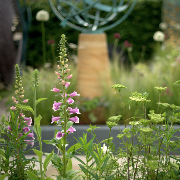 Contemporary Garden by Sarah Naybour Design
