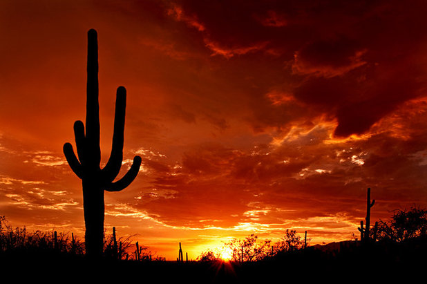 Landscape Might Saguaros Stand Tall in the Desert Landscape