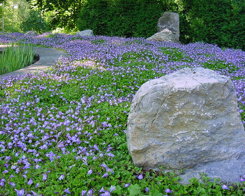 Flowering Ground Cover Home Design Ideas, Pictures ...
