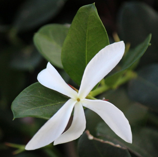 Take-Home Planting Ideas from the Big Island