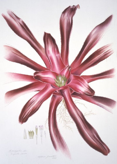 Brazil: A Powerhouse of Plants
