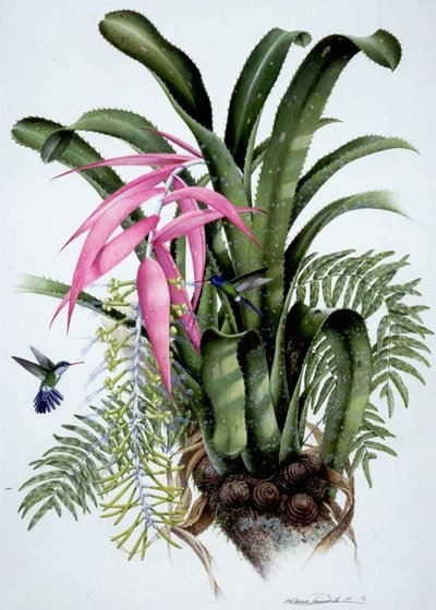 Brazil: A Powerhouse of Plants