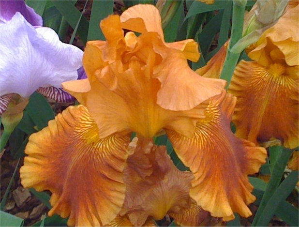 Traditional  Bearded Iris Chelsea Flower Show 2010
