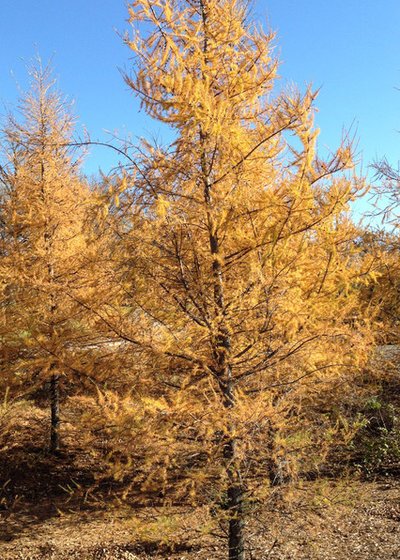 Landscape by Holm Design & Consulting LLC