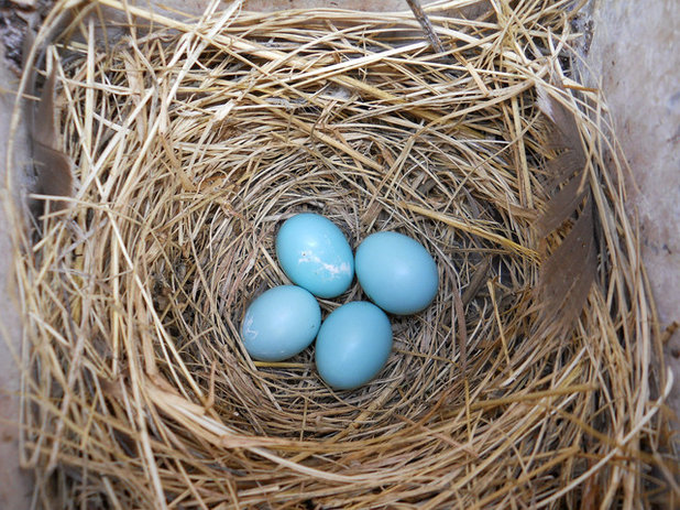 Blue Eggs in Nest Box