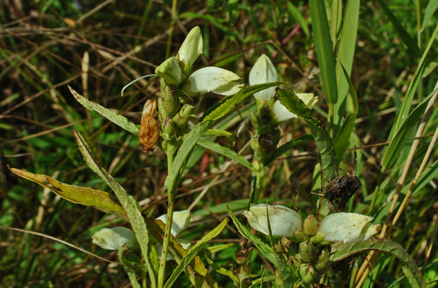 Landscape Chelone glabra