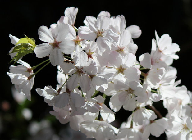 Practical spring-flowering trees